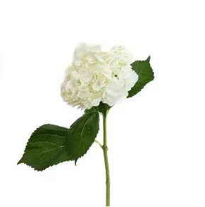Hortensias de importación de Holanda en colores variados bajo consulta previa.