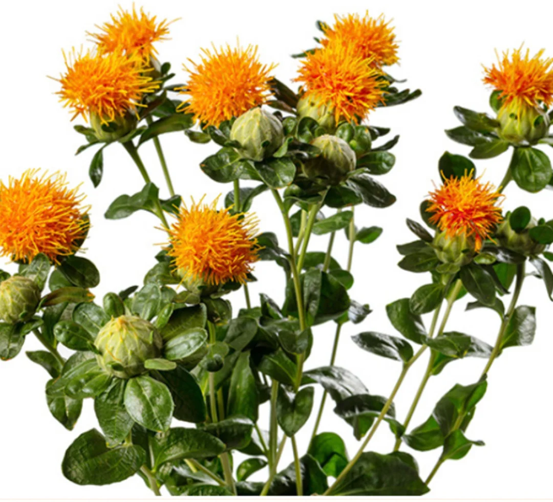 Flores de Carthamus nacional amarillo y naranja de textura silvestre.