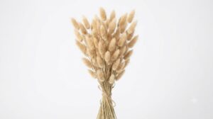 Una delicada composición de Lagurus en color beige natural, mostrando sus suaves inflorescencias ovadas de textura algodonosa sobre tallos esbeltos, destacando su calidez orgánica contra un fondo blanco limpio.