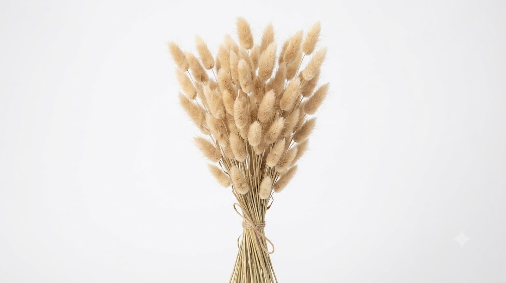 Una delicada composición de Lagurus en color beige natural, mostrando sus suaves inflorescencias ovadas de textura algodonosa sobre tallos esbeltos, destacando su calidez orgánica contra un fondo blanco limpio.