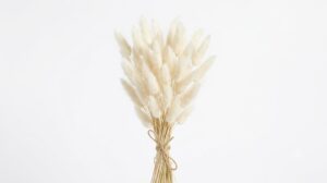 Una delicada composición de Lagurus en color blanco marfil, mostrando sus suaves inflorescencias ovadas y de textura sedosa sobre tallos delgados, destacando su ligereza contra un fondo blanco limpio.
