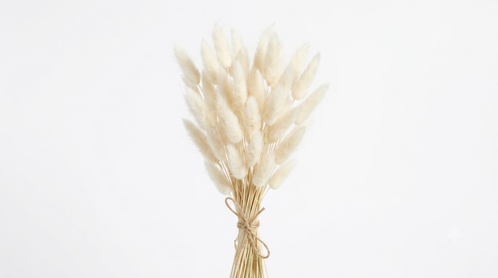 Una delicada composición de Lagurus en color blanco marfil, mostrando sus suaves inflorescencias ovadas y de textura sedosa sobre tallos delgados, destacando su ligereza contra un fondo blanco limpio.