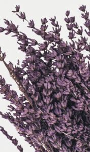 Ramas de lavanda preservada de color intenso