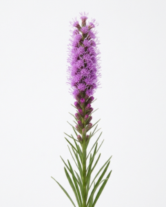 Una espiga de Liatris spicata en color púrpura intenso sobre un fondo blanco puro. Se detalla su forma plumosa característica con pequeñas flores abriéndose desde la parte superior del tallo y hojas finas en la base.