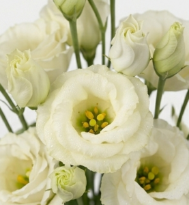Varas de lisianthus nacional en tonos blancos, rosas, morados y bicolores.