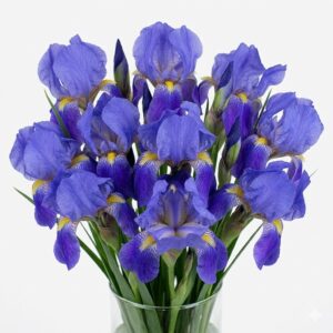 Flores de Iris azul en jarrón mostrando capullos y flores abiertas.