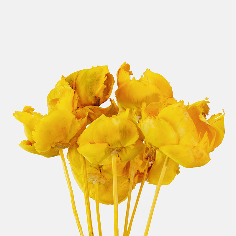 Elemento botánico exótico Palm Cup de color amarillo vibrante, mostrando su característica estructura cóncava en forma de pequeña copa tallada de fibra de palma natural.