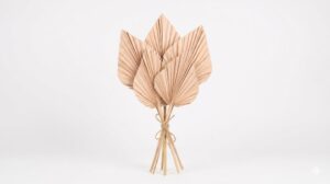 Una elegante hoja de Palm Spear deshidratada en un suntuoso tono beige lino, exhibiendo su corte simétrico en forma de lanza y su estructura plisada sobre un fondo blanco limpio.