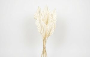 Una elegante hoja de Palm Spear deshidratada en un tono beige natural, mostrando su corte geométrico en forma de lanza y su estructura plisada simétrica sobre un fondo blanco limpio.