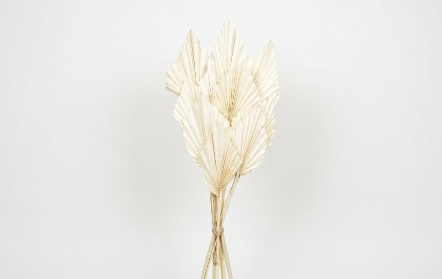 Una elegante hoja de Palm Spear deshidratada en un tono beige natural, mostrando su corte geométrico en forma de lanza y su estructura plisada simétrica sobre un fondo blanco limpio.