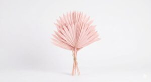Una elegante hoja de Palm Spear deshidratada en un delicado tono rosa pastel, exhibiendo su corte simétrico en forma de lanza y su estructura plisada sobre un fondo blanco limpio.