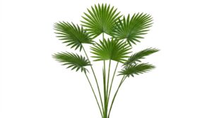 Una sofisticada hoja de Palm Sun deshidratada en un elegante color verde oliva, mostrando su silueta circular recortada y su textura plisada en forma de abanico sobre un fondo blanco limpio.