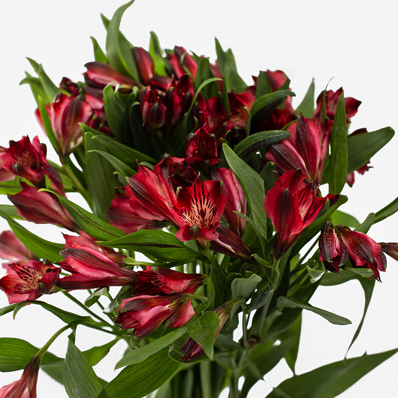 Detalle macro de alstroemeria roja nacional con pétalos veteados en negro y hojas verdes sobre fondo blanco.