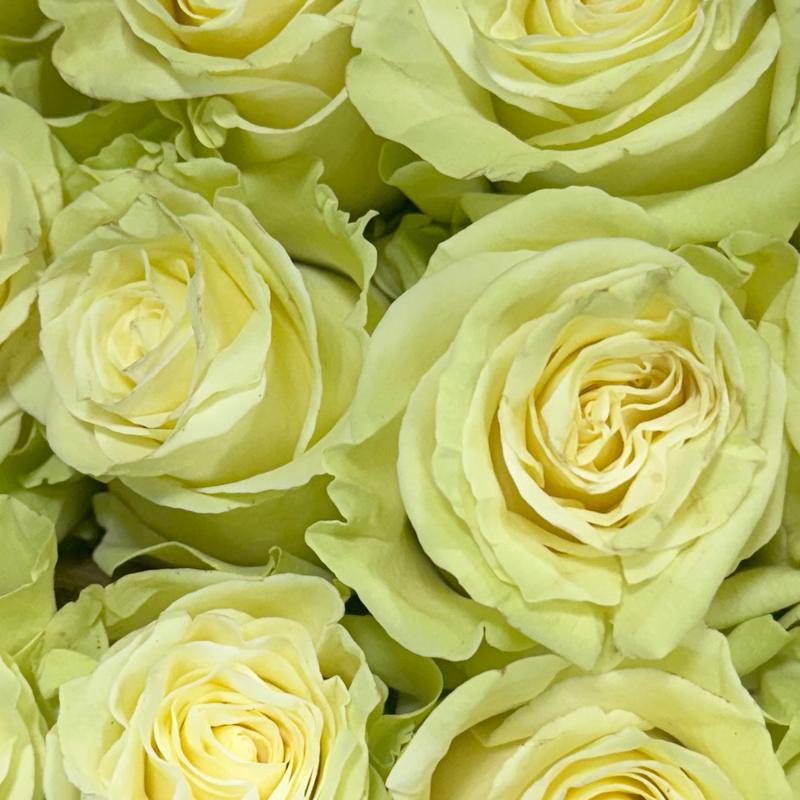 Rosas blancas Mondial de importación de alta gama.