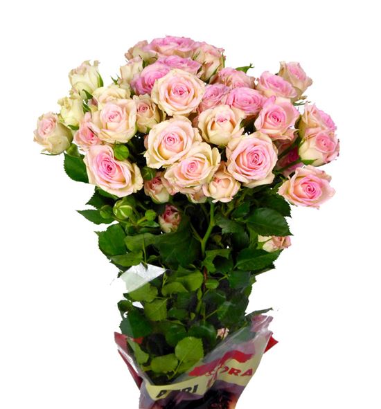 Rama de rosa ramificada (tipo spray) de color rosa pálido con múltiples botones en diferentes estados de apertura y hojas verdes detalladas sobre un fondo blanco puro.