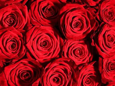 Rosas rojas Freedom de importación de gran cabeza.