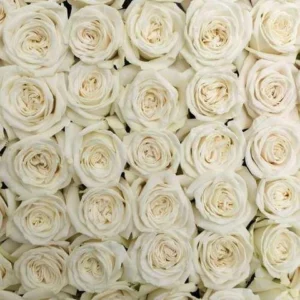 Rosas Vendela de color crema importadas de Ecuador.