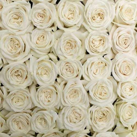 Rosas Vendela de color crema importadas de Ecuador.