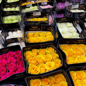Rosas de importación de Ecuador en diversos calibres y colores.