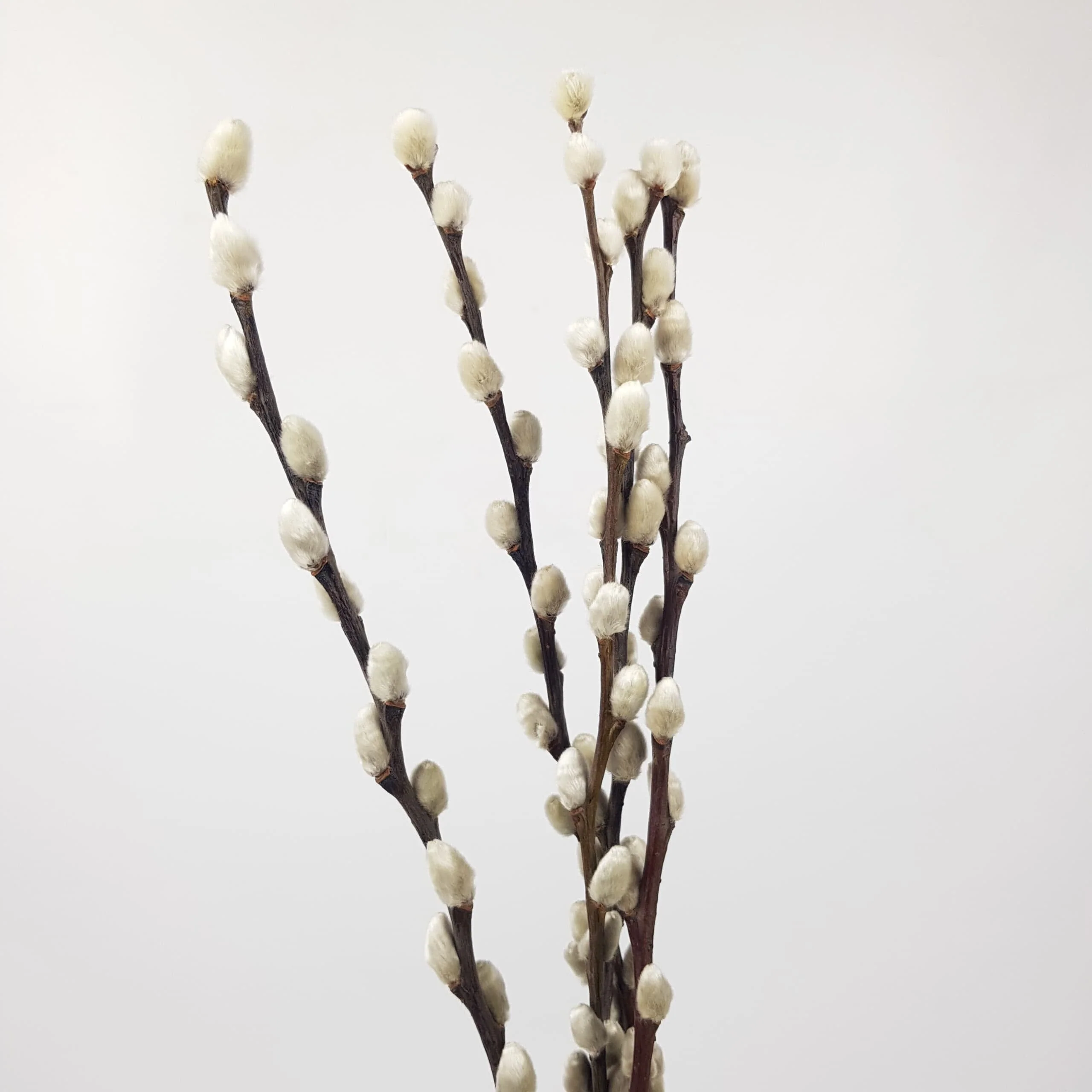 Ramas de Salix Pussy naturales y teñidas para venta de flor al por mayor.