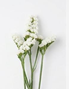 Statice nacional en colores sólidos para floristería profesional.