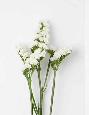 Statice nacional en colores sólidos para floristería profesional.