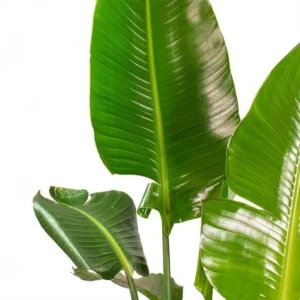 Hojas de Strelitzia frescas de producción nacional para floristerías.