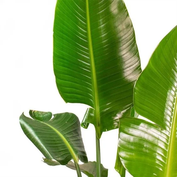 Hojas de Strelitzia frescas de producción nacional para floristerías.