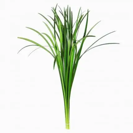 Varas de T-Grass de Holanda para dar movimiento a ramos de flores.