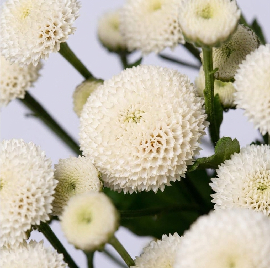 Tanacetum botón blanco nacional fresco para ramos y arreglos florales profesionales.