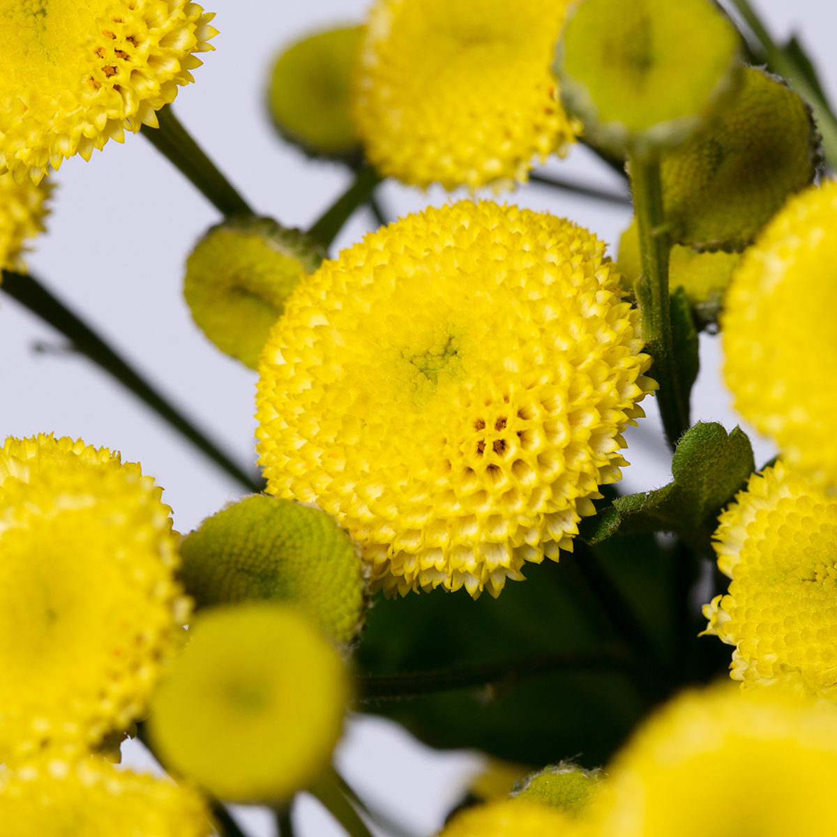 Varas de tanacetum de botón nacional en colores blanco y amarillo.