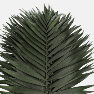 Hoja de follaje Teepee (Chamaedorea) de color verde oscuro satinado, con folíolos simétricos y lanceolados sobre un fondo blanco limpio.