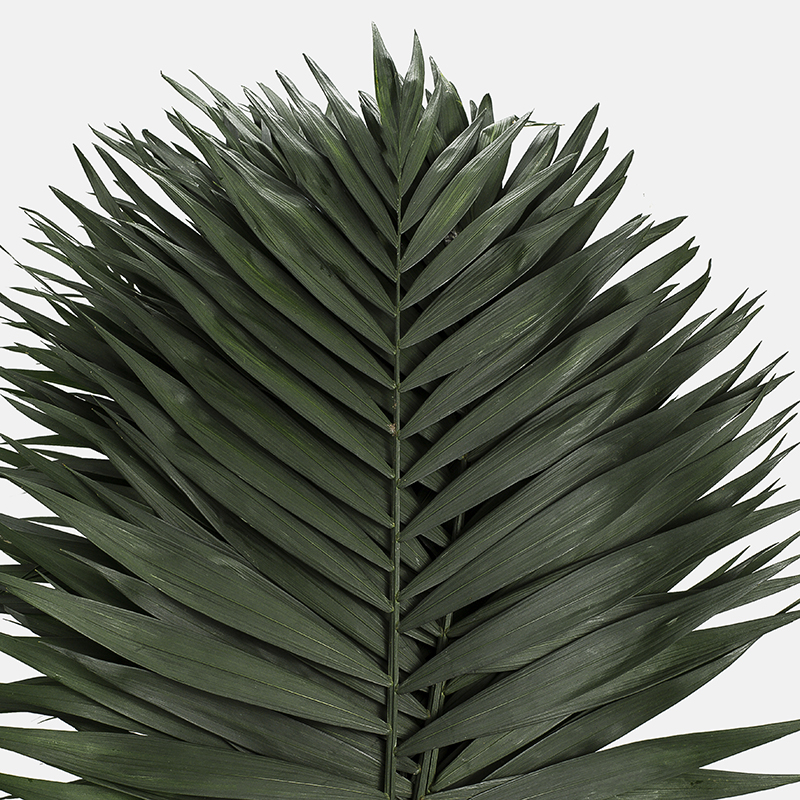 Hoja de follaje Teepee (Chamaedorea) de color verde oscuro satinado, con folíolos simétricos y lanceolados sobre un fondo blanco limpio.
