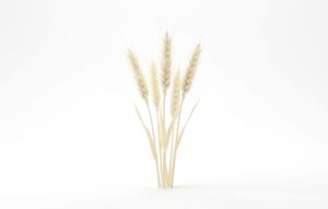 Una sofisticada composición de espigas de trigo en color blanco marfil, mostrando su estructura lineal y sus granos compactos sobre tallos esbeltos, destacando su elegancia minimalista contra un fondo blanco limpio.