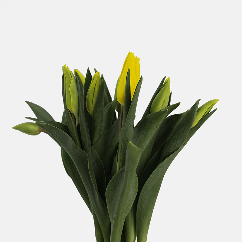 Agrupación de tulipanes amarillos nacionales enfocados desde un ángulo medio para mostrar volumen y elegancia.