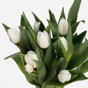 Primer plano de pétalos de tulipán blanco mostrando su textura aterciopelada y apertura natural.