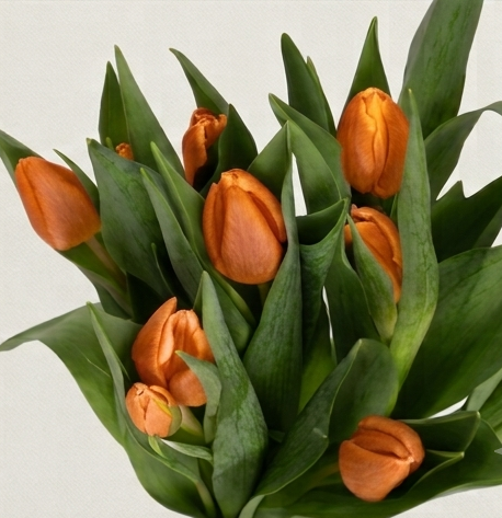 Composición de tulipanes naranja en ángulo medio, resaltando el degradado de los pétalos y la firmeza del tallo.