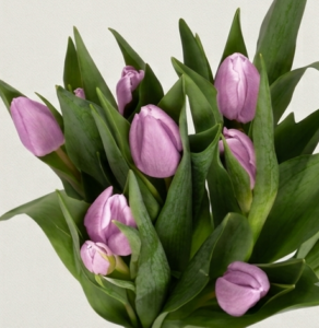 Composición de tulipanes bicolores naranja y amarillo en ángulo medio, resaltando el degradado de los pétalos y la firmeza del tallo.