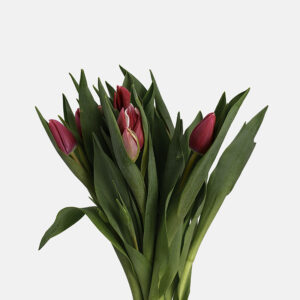 Primer plano medio de tulipanes rosas nacionales resaltando la armonía entre los pétalos suaves y el follaje verde.