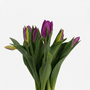 Composición de tulipanes morados nacionales en ángulo medio resaltando el contraste entre el violeta oscuro y el verde del follaje.