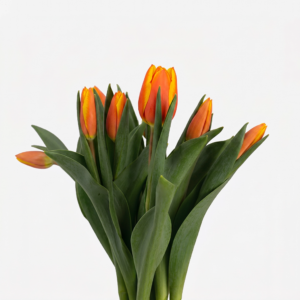 Composición de tulipanes bicolores naranja y amarillo en ángulo medio, resaltando el degradado de los pétalos y la firmeza del tallo.