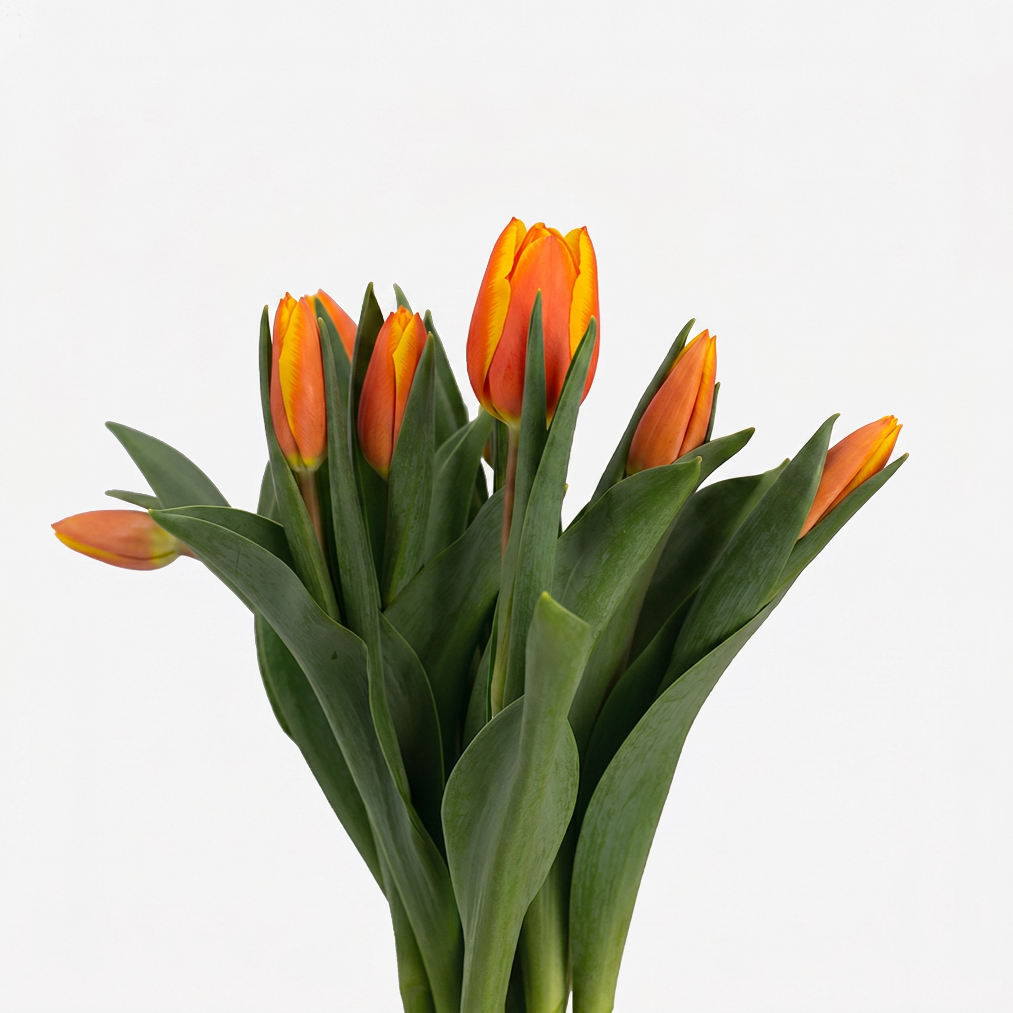 Composición de tulipanes bicolores naranja y amarillo en ángulo medio, resaltando el degradado de los pétalos y la firmeza del tallo.