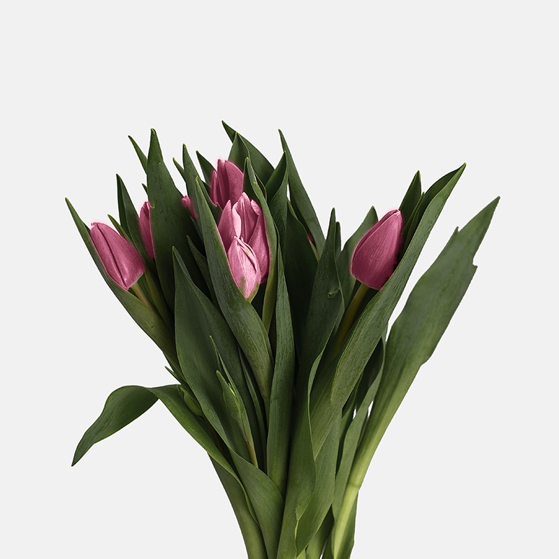 Composición de tulipanes rosa claro nacionales en plano medio, resaltando la pureza del color y la firmeza del tallo.
