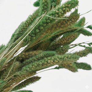 Primer plano detallado de las espigas de setaria verde preservada, destacando su textura densa y aterciopelada.