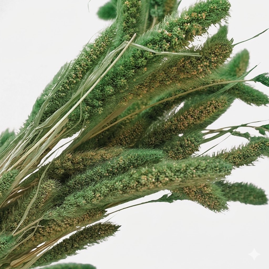 Primer plano detallado de las espigas de setaria verde preservada, destacando su textura densa y aterciopelada.