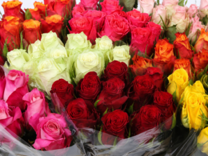 Venta de Rosas de Holanda al por mayor. Tu mayorista de flor cortada te ofrece rosas de importación con calidad premium y gran variedad de medidas bajo encargo para floristerías de alto nivel.
