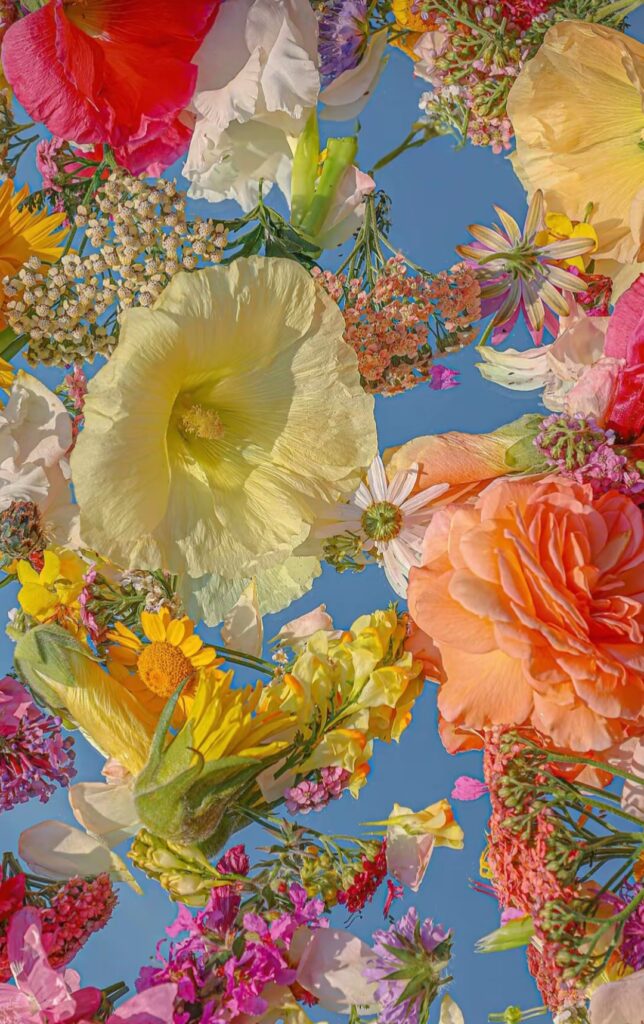 Damos la bienvenida al verano este 21 de septiembre. Una temporada llena de luz, color y alegría para llenar tu floristería. Descubre el catálogo de Extraflor.