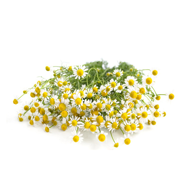 Ramo de tanacetum nacional fresco de cultivo local.