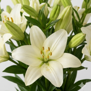 Flores de Lilium nacional en colores blanco, rosa, amarillo, rojo y naranja.