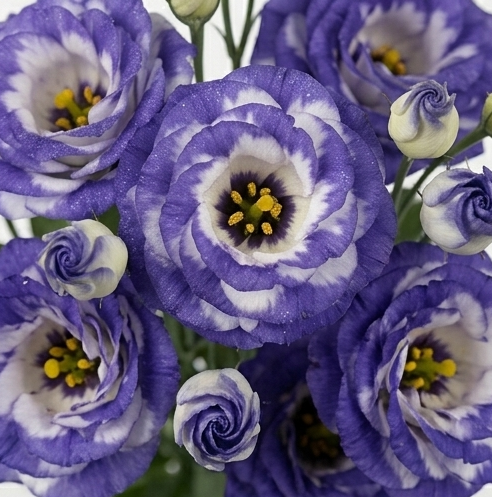 Lisianthus de Holanda de importación con tallos rectos y abundantes flores abiertas.